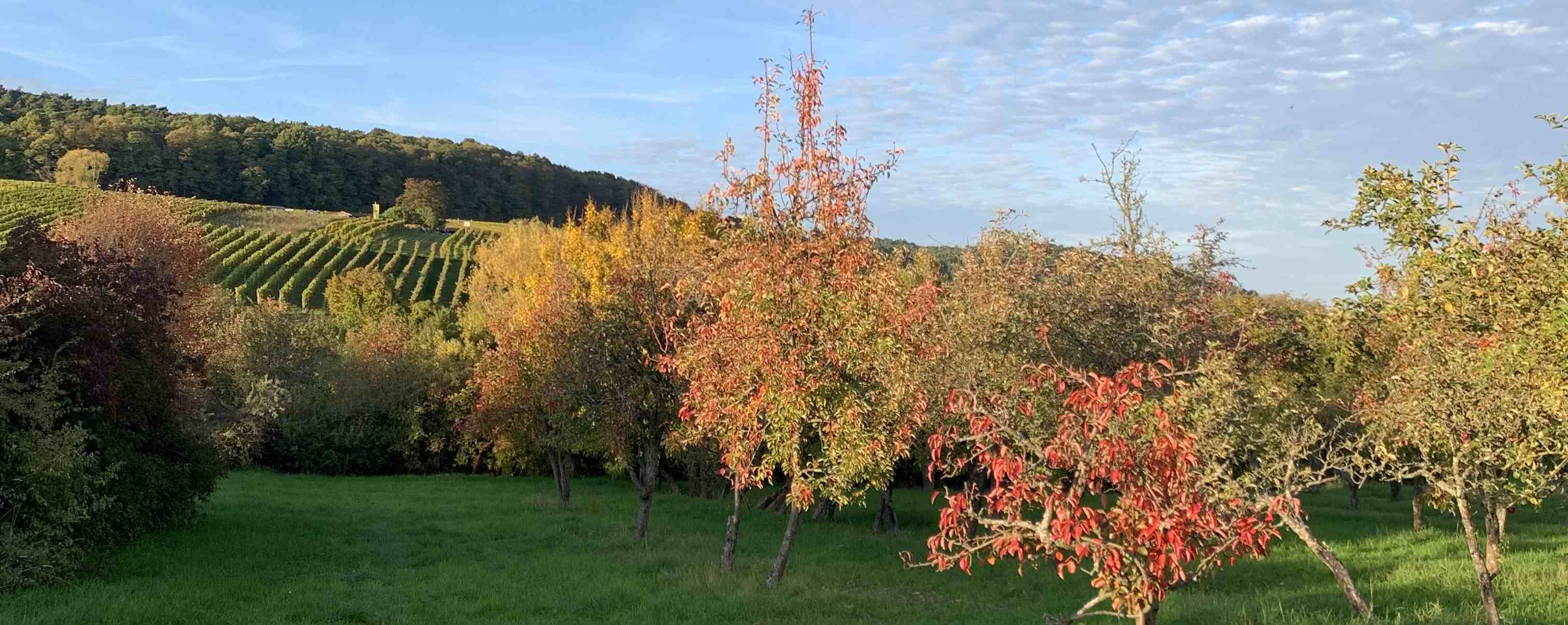 Elsass